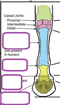<p>joints</p>