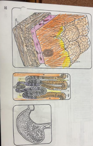 <p>What is number 15? </p>