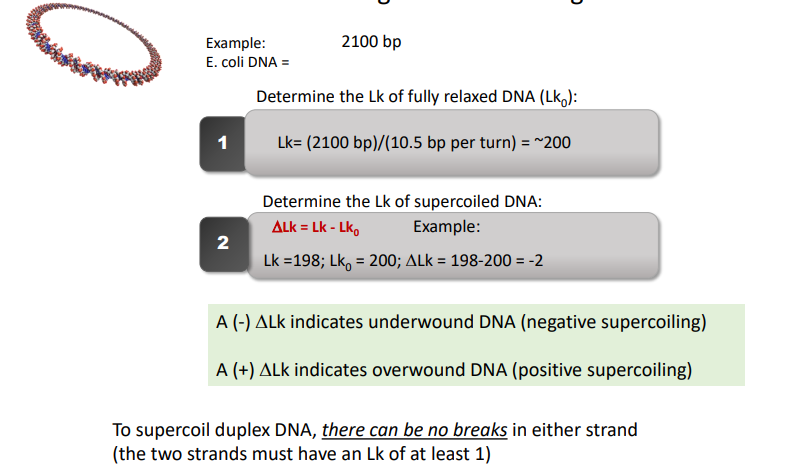 <p>A (-) <em>Δ</em>Lk indicates underwound DNA (negative supercoiling) </p><p>A (+) <em>Δ</em>Lk indicates overwound DNA (positive supercoiling)</p>