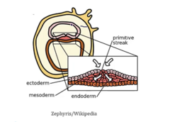 <p>- Ectoderm, mesoderm, endoderm</p>