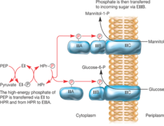 <p>chemical modification of the transported substance driven by phosphoenolpyruvate</p>
