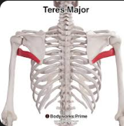 <p>Teres major</p>