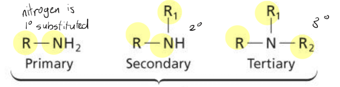 <p>An organic molecule consisting of an R group bonded to a nitrogen atom, in which the degree of substitution on the nitrogen determines the degree of the molecule</p>