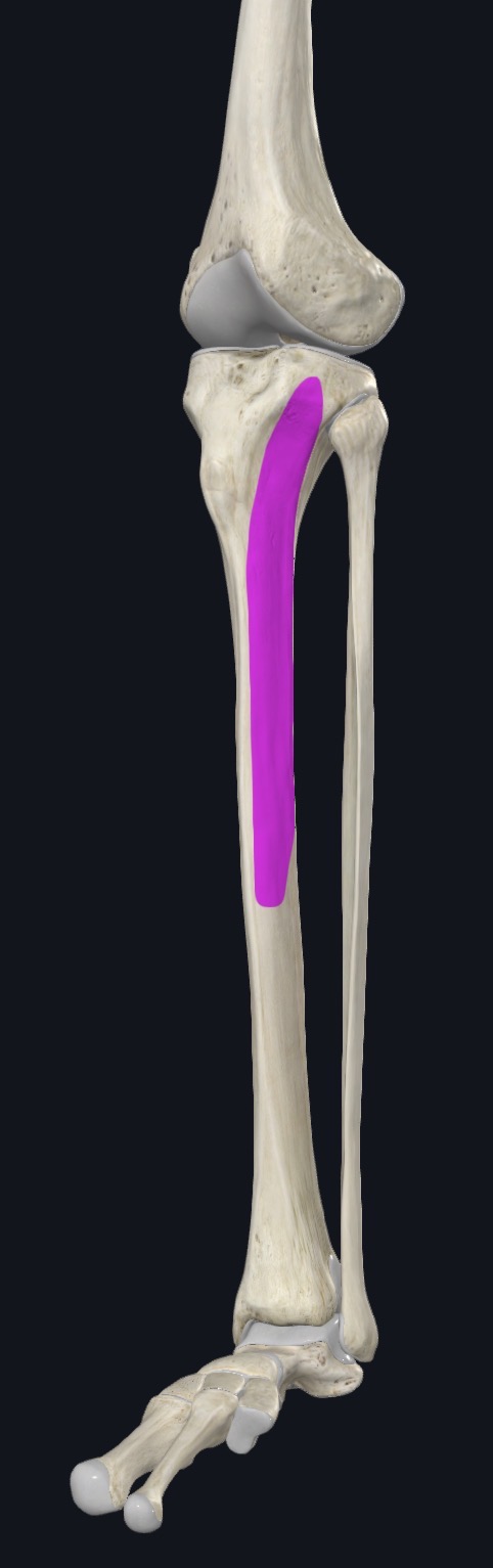 <p>Lateral condyle, superior half of lateral surface of tibia, &amp; interosseous membrane</p>