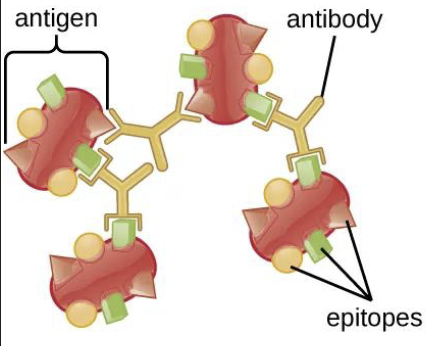 <p>Polyclonal antibodies typically recognize…</p>