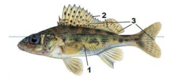 <p>1) fairly deep, compressed body</p><p>2) broadly jointed, spiny dorsal fins</p><p>3) many small black spots on dorsal and caudal fins</p>