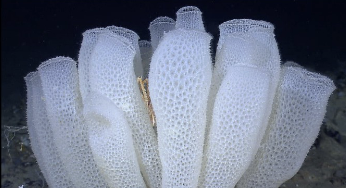 <p>what phylum, class</p>
