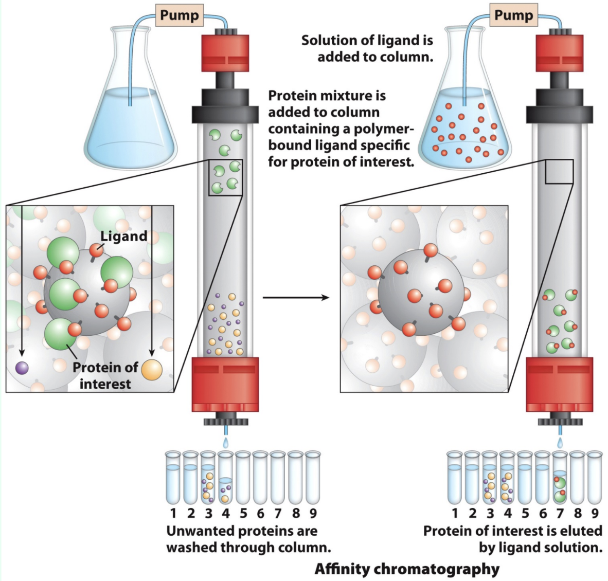 <p>What is affinity chromatography?</p>