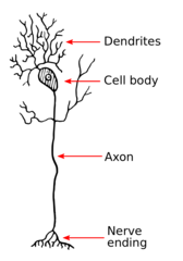 <p>axons</p>