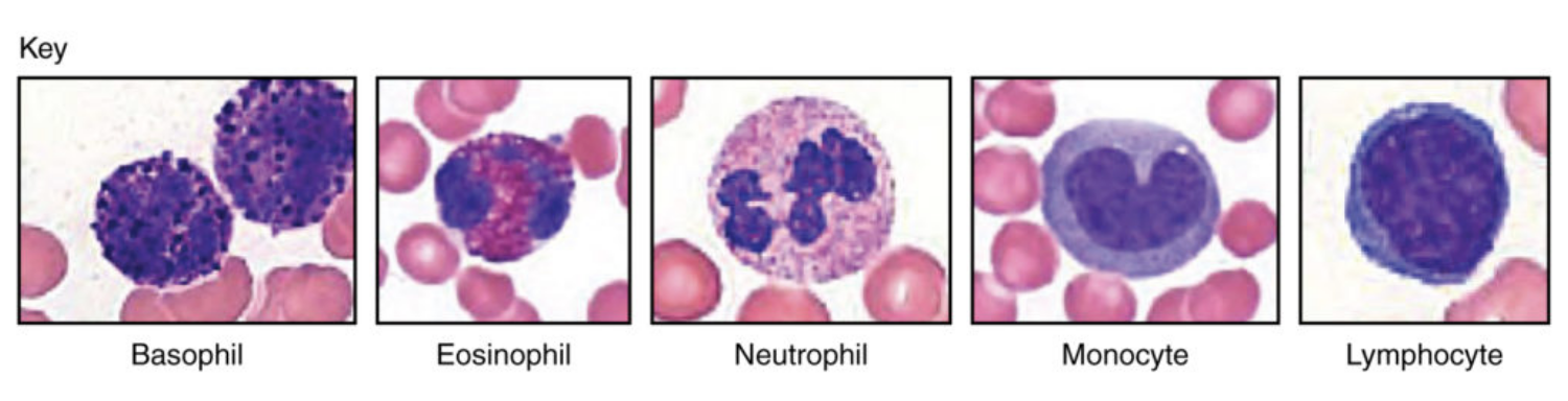 <p>Which leukocytes are granulocytes?</p>