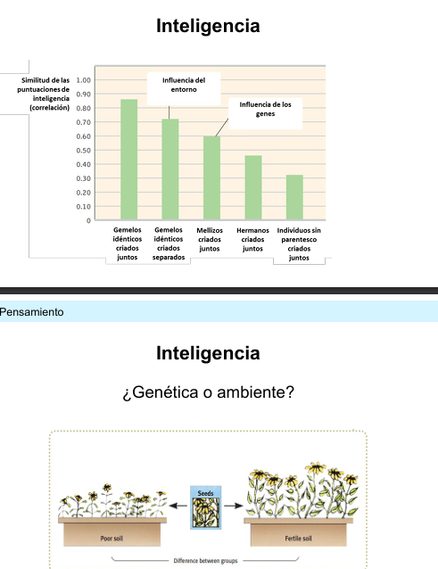 <p>Ambos influyen.</p><ul><li><p><span>Gemelos idénticos criados juntos → correlación muy alta.</span></p></li><li><p><span>Gemelos idénticos criados separados → sigue siendo alta → componente genético.</span></p></li><li><p><span>Individuos sin parentesco criados juntos → correlación baja → el ambiente también importa.</span></p></li></ul><p>Ejemplo: </p><ul><li><p>Semillas en suelo pobre vs. suelo fértil → el ambiente determina cuánto se desarrolla el potencial.</p></li></ul><p></p>