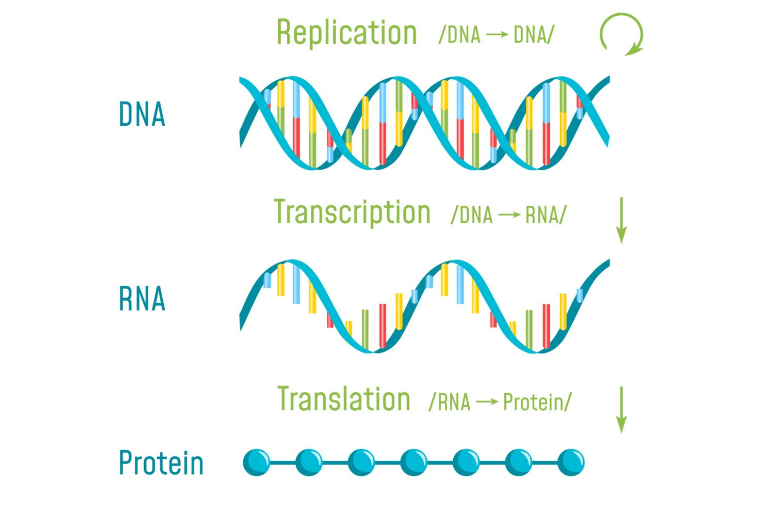 <p>Steps of Transcription (In the Nucleus). </p><p>1) <span>RNA polymerase recognizes correct strand of DNA to copy</span></p>