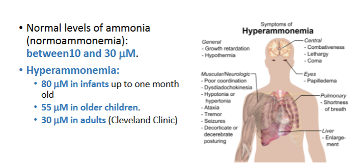 <p>True or False:Clinically, hyperammonemia thresholds differ by age because enzyme systems involved in ammonia detoxification, such as those in the urea cycle, are not fully developed in newborns</p>