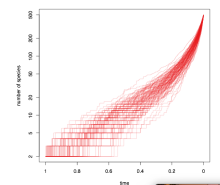 <ul><li><p>extinction unlikely to affect __ lineage </p></li></ul><ul><li><p> __ in diversification towards the present = pull of the present</p></li><li><p>old lineage more likely to extinict</p></li><li><p>requires fossil records</p></li></ul><p></p>