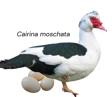 <ul><li><p>Meat producton, pest control sometimes</p></li><li><p>80-150 eggs per year</p></li><li><p>2.5-3.5 kg at 16-20 weeks</p></li><li><p>South America and Central Americ</p></li><li><p>Large size, with males up to 6kg, red and black knobs on the face, males have distinctive hissing sound, strong wings, good for flying.</p></li></ul><p></p>