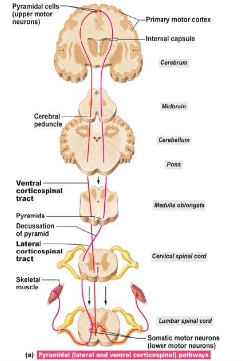 <ul><li><p>Decussation occurs in the brainstem or spinal cord</p></li><li><p>Are two-neuron circuits from Primary motor cortex to the muscle</p></li><li><p>Synapse in the spinal cord</p></li></ul><p></p>