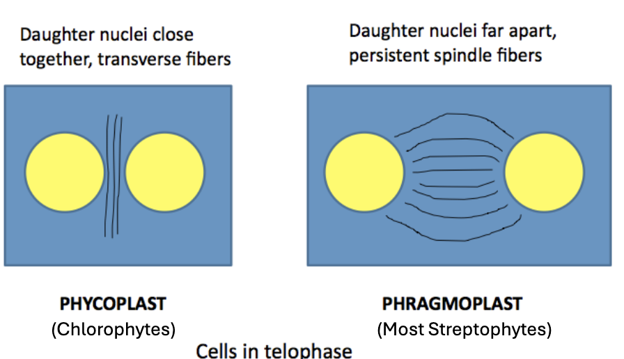 <p>Thought to help algae grow 3-dimensionally; create cell plates with plasmodesmata</p>