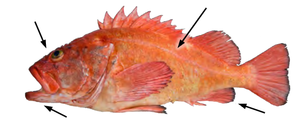 term image