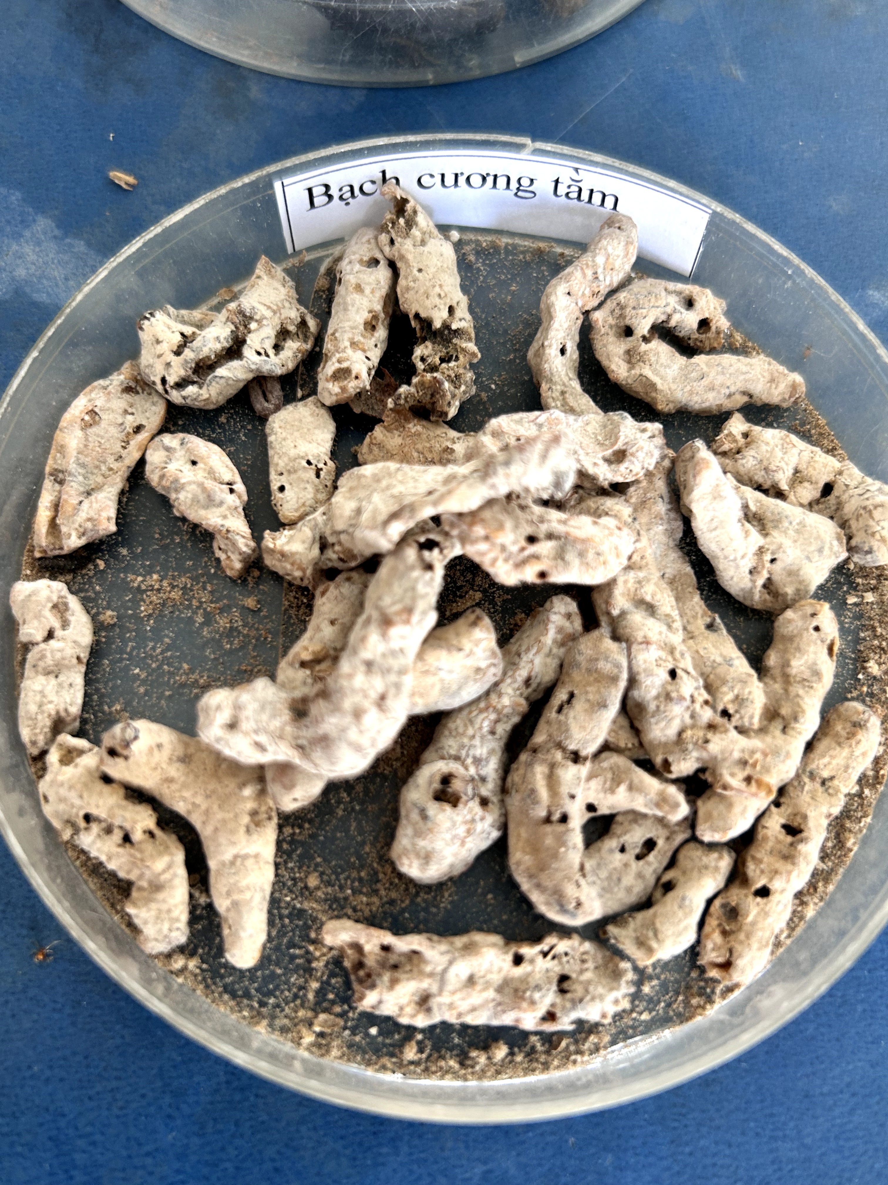 <p>bạch cương tằm</p>