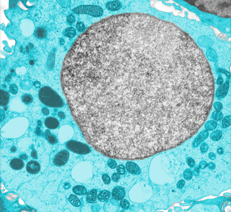 <p>Cytoplasm</p>