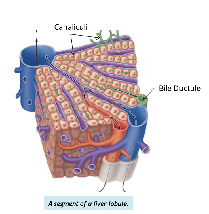 <p>Hepatocytes → canaliculi → bile ductules (portal triad) → hepatic ducts → common hepatic duct </p>