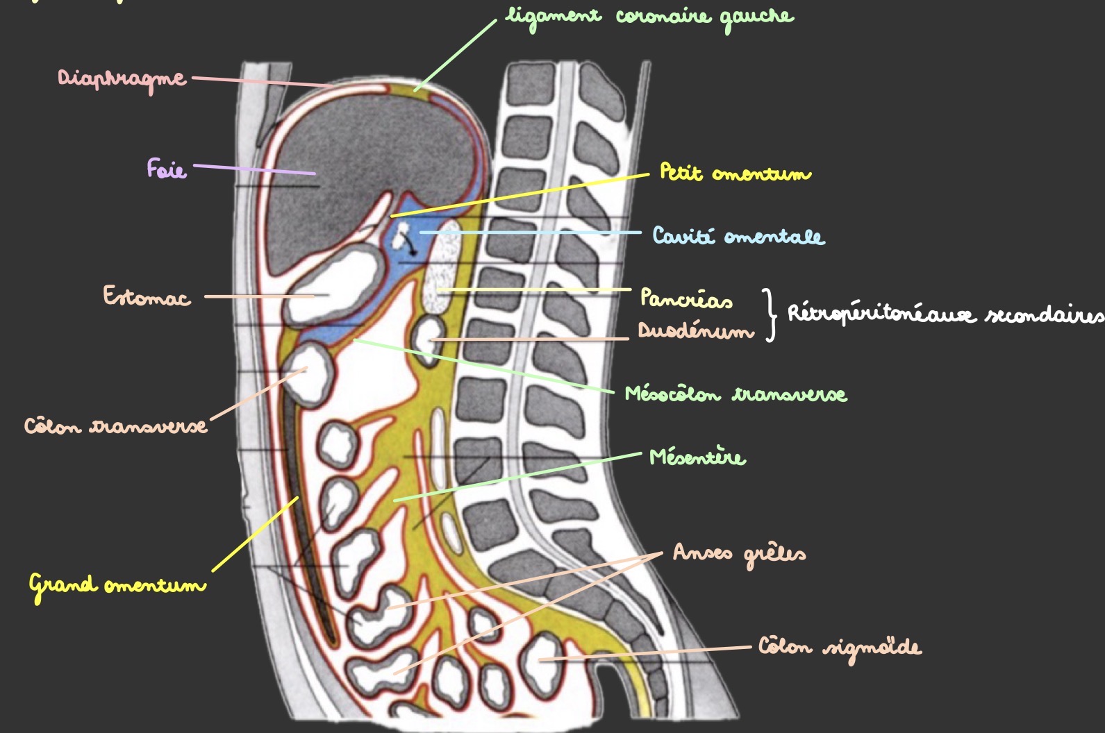 knowt flashcard image