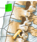 <p>Most anteiror against the vertebral canal, travels from the skull to the sacrum. </p>