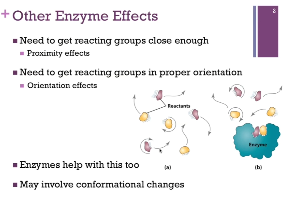<p>All enzymes work by lowering the activation energy and making it MORE likely that we will form MORE product per unit time. AKA => they lower the energy of the transition state; they stabilize the intermediate. </p><p>(a) Reactants have to bump into each other through simple diffusion for the reaction to occur in the absence of the enzyme. </p><p>(b) In the presence of the enzyme, the enzyme provides a platform that we can bring these reactants or SUBSTRATES together; that’s the PROXIMITY effect! They’re close to one another. </p><p>There is also the orientation effects! We’re going to position them with respect to one another so that we can facilitate the chemistry that’s going to occur and so enzymes help with this process; it often involves conformational changes. </p>