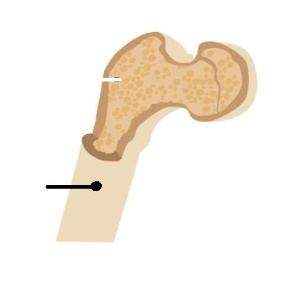 <p>The dense outer region of bone, i.e. compact bone</p>