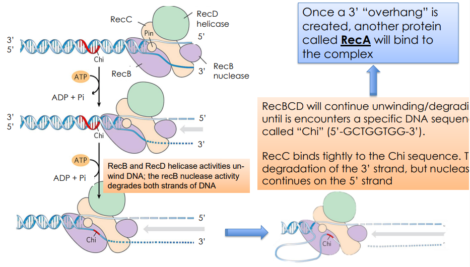 <ol><li><p>RecBCD unwinds and degraded DNA UNTIL</p></li><li><p>encounters “Chi” (5’-GCTGGTGG-3’)</p></li><li><p>RecC binds tightly on Chi sequence, stopping degradation on 3’ strand. (Note: nuclease activity continues on the 5’ strand)</p></li></ol><p></p>