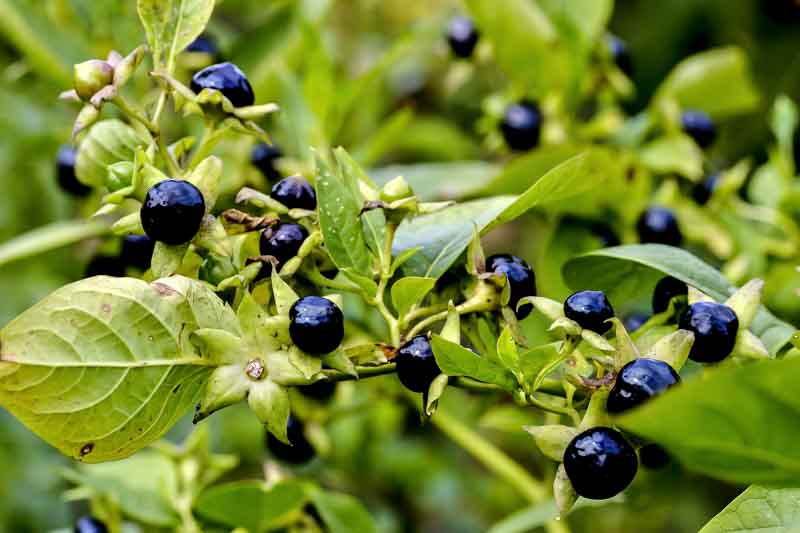 <p>Deadly Nightshade</p><p></p><p class="has-focus is-empty"></p>