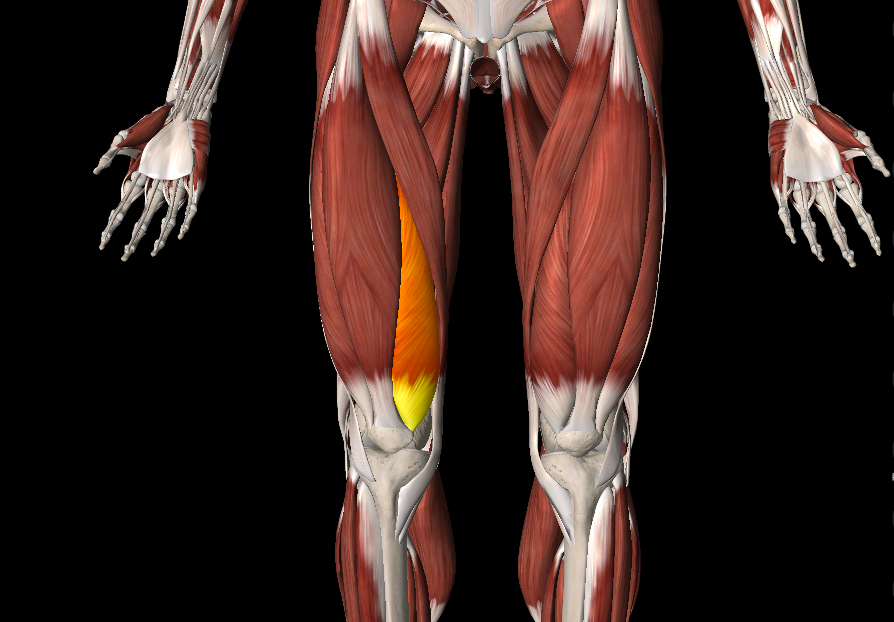 <p>Name this muscle</p>