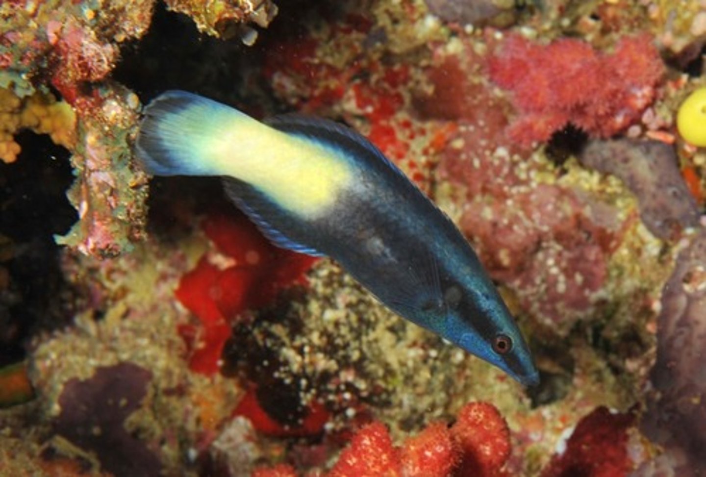 <p>Labroides bicolor </p>
