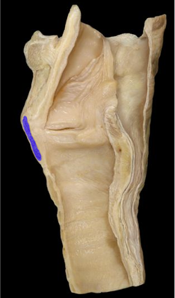 <p>thyroid cartilage</p>