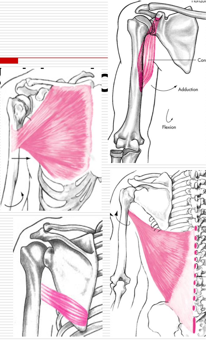 <p>Agonists </p><ul><li><p>Pectoralis Major </p></li><li><p>Coracobrachialis </p></li><li><p>Latissimus Dorsi</p></li><li><p>Teres Major </p></li></ul><p></p>