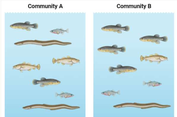 <p>What community has more richness?</p>