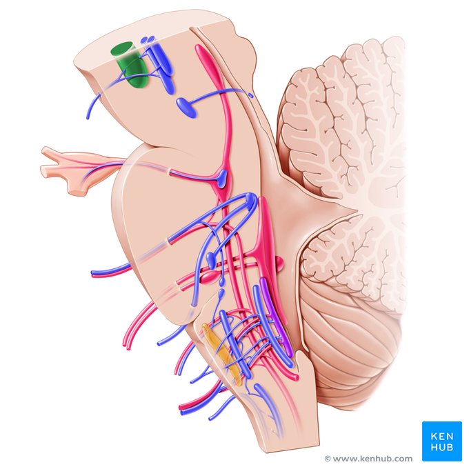 <p>Upper midbrain</p><p>in tegmentum → medial to substantia nigra</p>