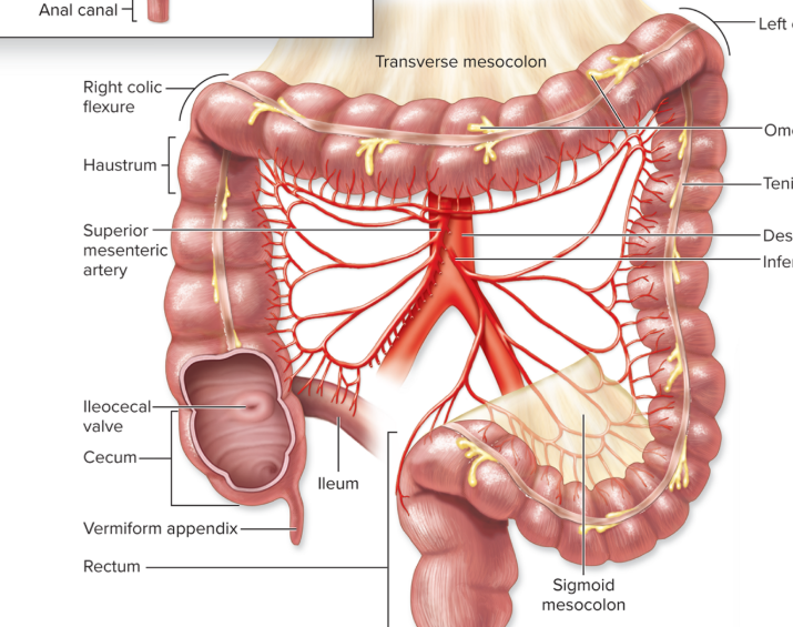 <p>what organ is this </p>