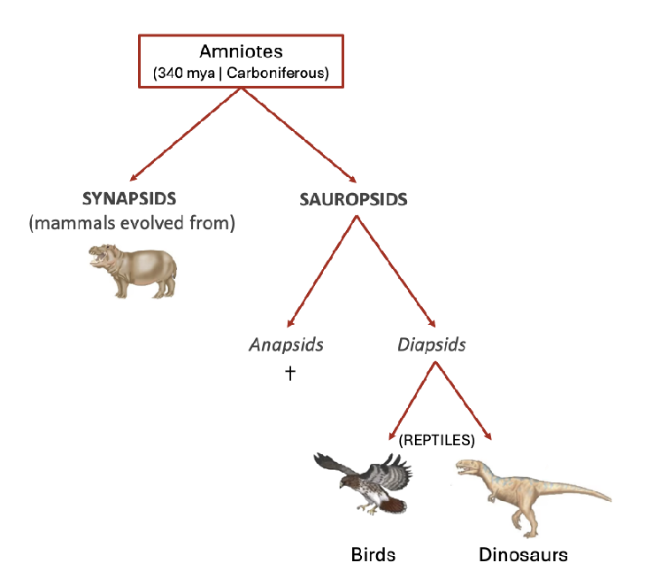 <p>Amniotes —> Synapids &amp; Sauropsids—> Aapsids (Extinct) + Diapsids—> Birds &amp; Dinosaurs</p>