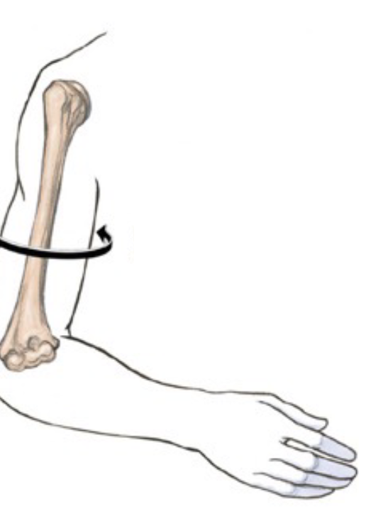 <p>rotation brings the anterior surface of a limb <em>toward</em> the body's midline</p>