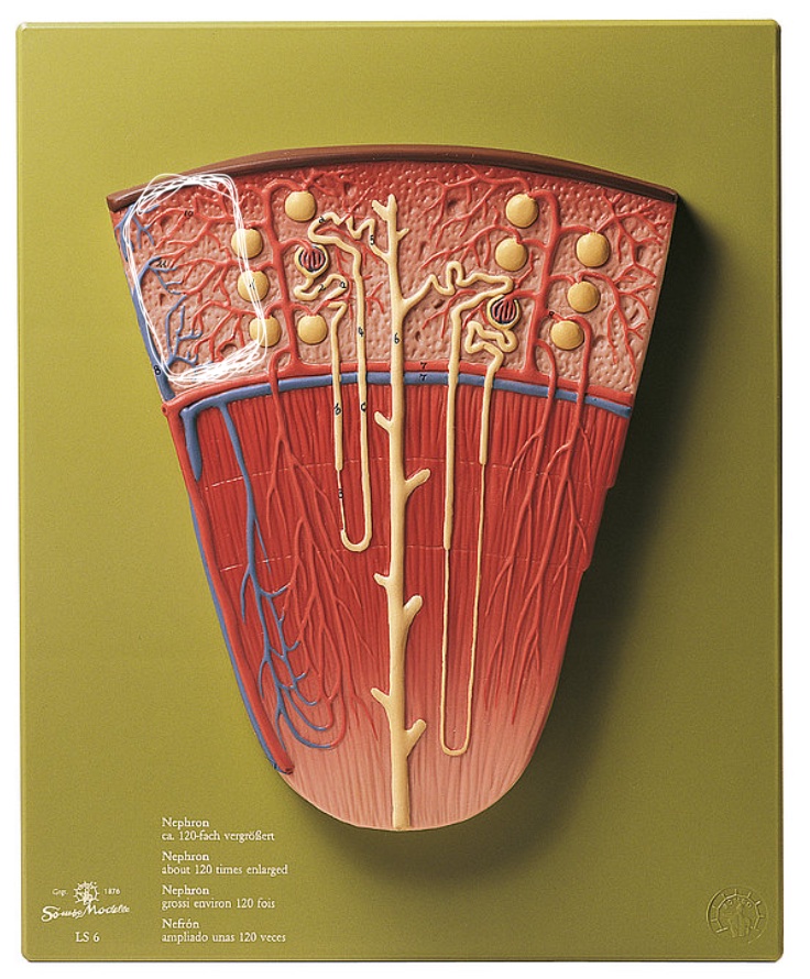 <p>Name this structure</p>