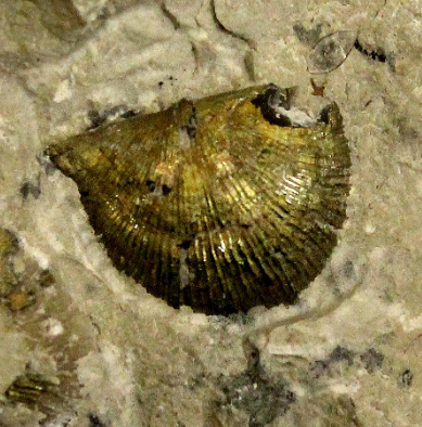 <p>What kind of fossilization is this?</p>