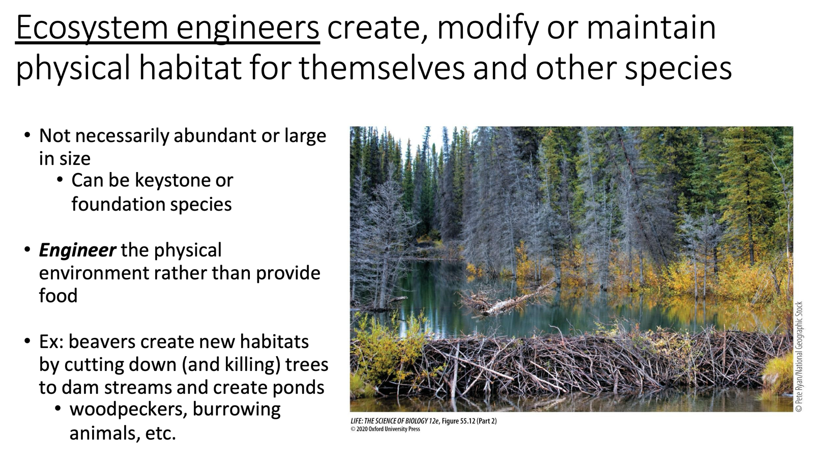<ul><li><p>Ecosystem engineers create, modify or maintain physical habitat for themselves and other species.</p><ul><li><p>They change the physical environment, rather than just providing food.</p><ul><li><p><span>Not necessarily abundant or large in size</span></p></li><li><p><span>Can be keystone or foundation species</span></p></li></ul></li><li><p><span>Ex: beavers create new habitats by cutting down (and killing) trees to dam streams and create ponds</span></p><ul><li><p><span>woodpeckers, burrowing animals, etc.</span></p></li></ul></li></ul></li></ul><p style="text-align: right;"><span>foundation species</span></p>