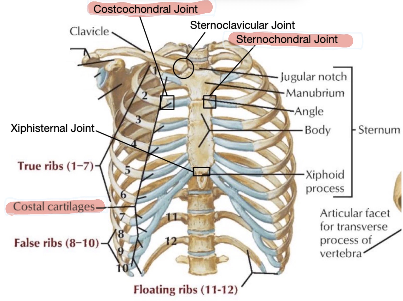knowt flashcard image