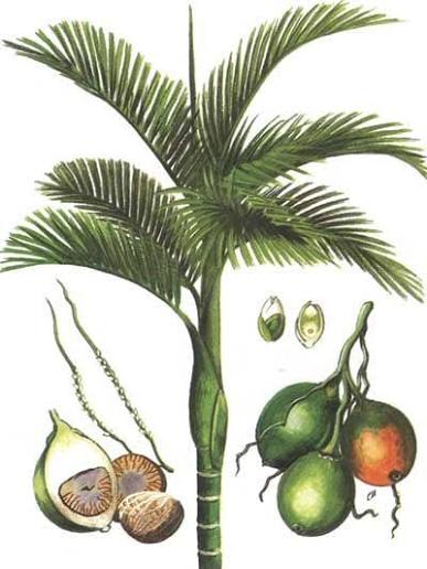 <p>نام علمی : Areca catecho </p><p>نام اصطلاحی : Areca palm</p><p>نام فارسی : فوفل یا نخل هندی </p><p>میوه : ابتدا سبز سپس نارنجی اندازه پرتقال وقتی رسید قرمز </p><p>راسته : Arecales </p><p>خانواده : Arecaceae </p><p>اندام دارویی : مغز دانه </p><p>ماده موثره : آلکالوئید آره‌کولین (اثرات موسکارینی بیشتر از اثرات نیکوتینی)  در مغز تبدیل به آرکائیدین </p><p>کاربرد دارویی : محرک سیستم پاراسمپاتیک، ایجاد حالت سرخوشی، دور کردن خستگی از بدن</p><p>کاربرد سنتی : داروی تقویت حافظه </p><p>اصلی ترین کاربرد : دفع کرم های روده با ایجاد فلج اسپاستیک  </p><p>عوارض : سمی، سرطان‌زا، ایجاد سرطان لثه، زبان، دهان، لوله گوارش چون با بزاق واکنش میدهد منجر به ایجاد بزاق و مدفوع قرمز میشود، منجر به برادی کاردی</p><p>آنتی دوت : آتروپین </p><p></p><p></p>