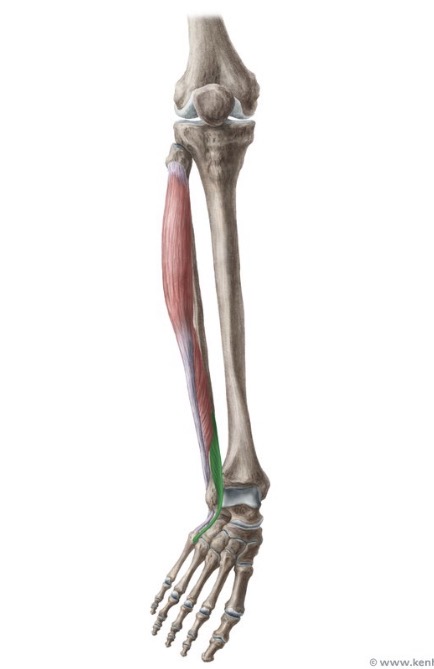 <p>Origin: distal third of the anterior surface of the fibula and the interosseous membrane</p><p>Insertion: dorsal surface of the fifth metatarsal</p><p>Action: dorsiflexes and everts the foot</p><p>Nerve root: deep peroneal (L5, S1)</p>