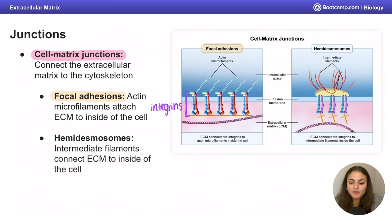 <p>type of cell matrix junction that uses intermediate filaments </p>