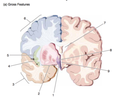 <p>Forebrain at thalamus - telencefalon junction.</p><p>Gross features.</p><p>3</p>