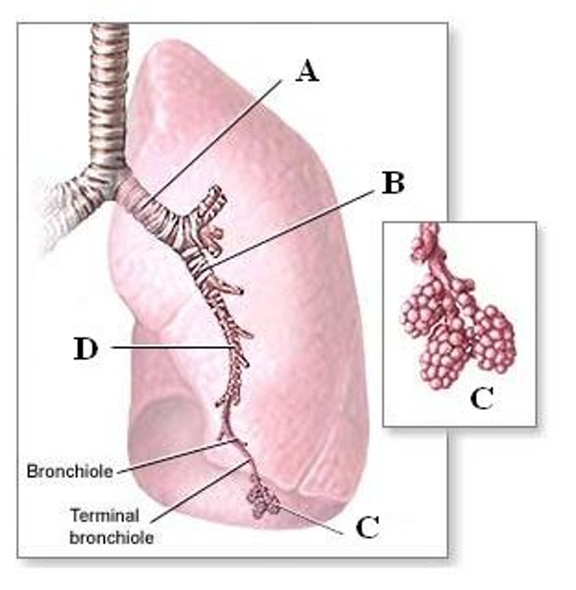 <p>The air sacs of the lungs in which the exchange of oxygen and carbon dioxide takes place.</p>