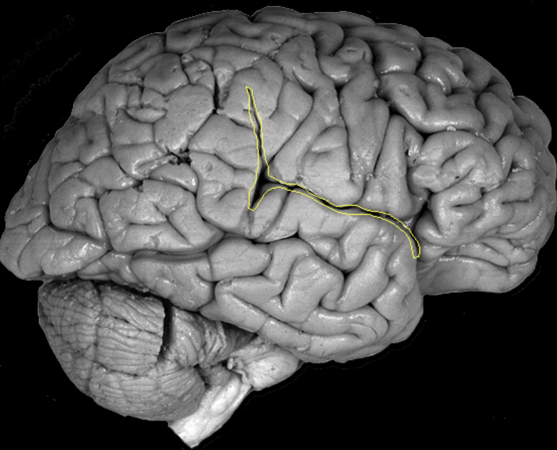 <p>What is the area highlighted called?</p>